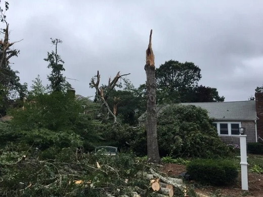 08_storm_tree_damage.jpg