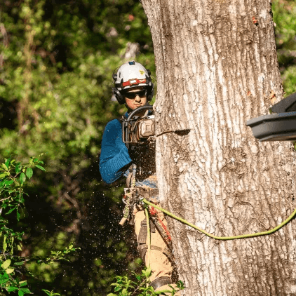 Heritage Tree Services