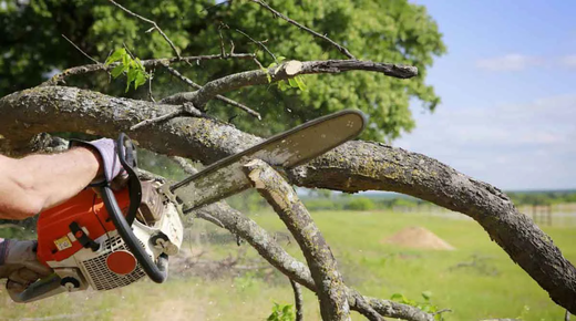A man uses a chainsaw to cut a tree branch, showcasing top-rated tree service in Pasadena, MD and nearby areas..png