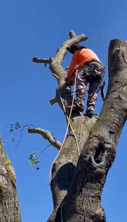 Brad Cutting Tree.jpg