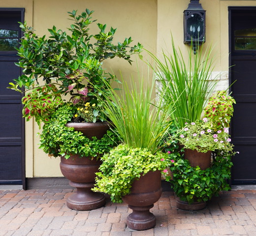 DSC02345-3pots (cropped).jpg