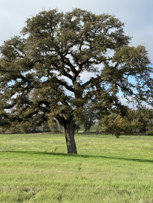 Oak 1.jpg