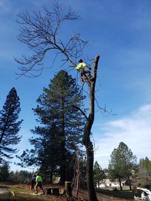 STS_ Tree Removal_ During #4.jpg