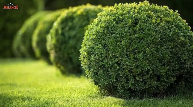 Avalanche Tree and Landscaping LLC