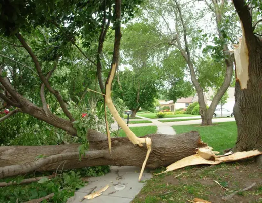 Uprooted tree lying on the ground, showcasing the impact of storm damage in Pasadena, MD..png