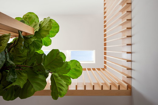 bernal-heights-san-francisco-modern-sustainable-remodel-skylight-plant-fiddle-leaf-custom-guardrail.jpg