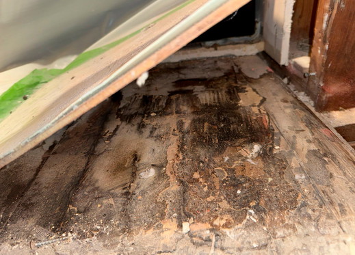 floor with mold.jpg