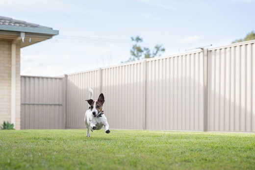 pet-safety-1.jpg