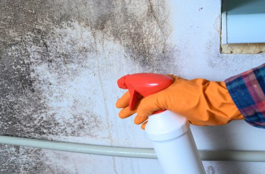 st-louis-missouri-mold-remediation.jpg