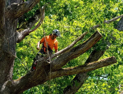 tree-removal-utah-county-ut.jpg