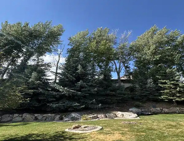 Desert Willow: Tree Health Care Services