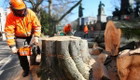 Oslo TreService - Trefelling Og Trepleie Ekspert logo