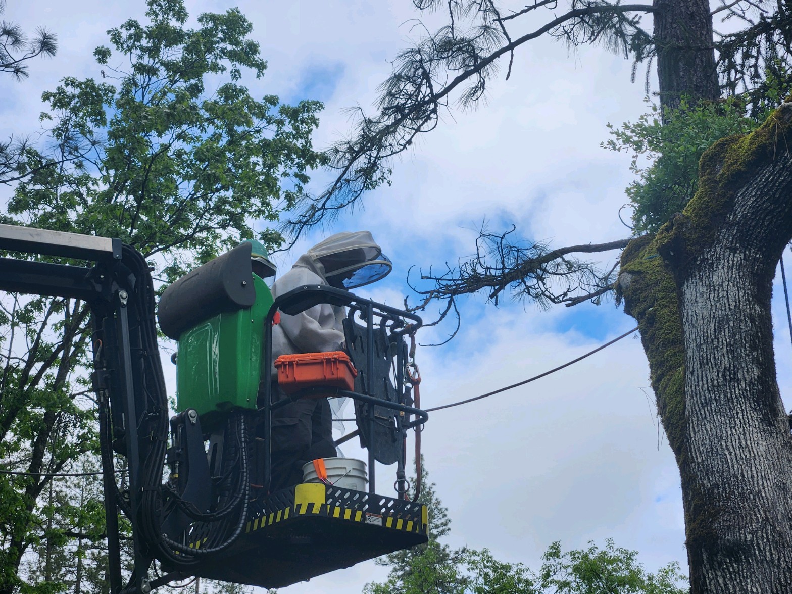 Sindt Tree Service