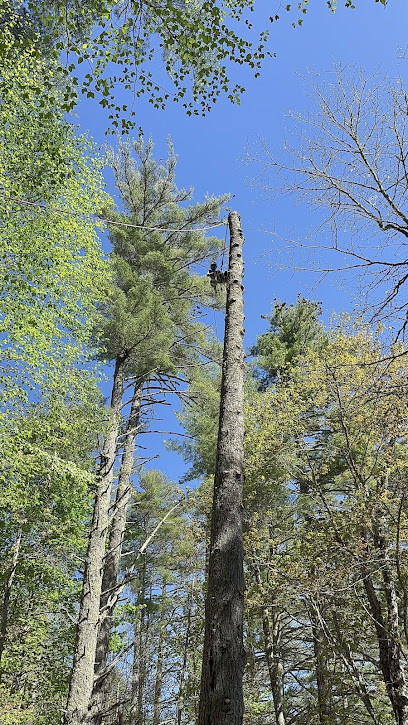 Felix Tree Expert, LLC