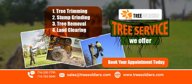 Tree Soldiers-Tree Service Clarence NY