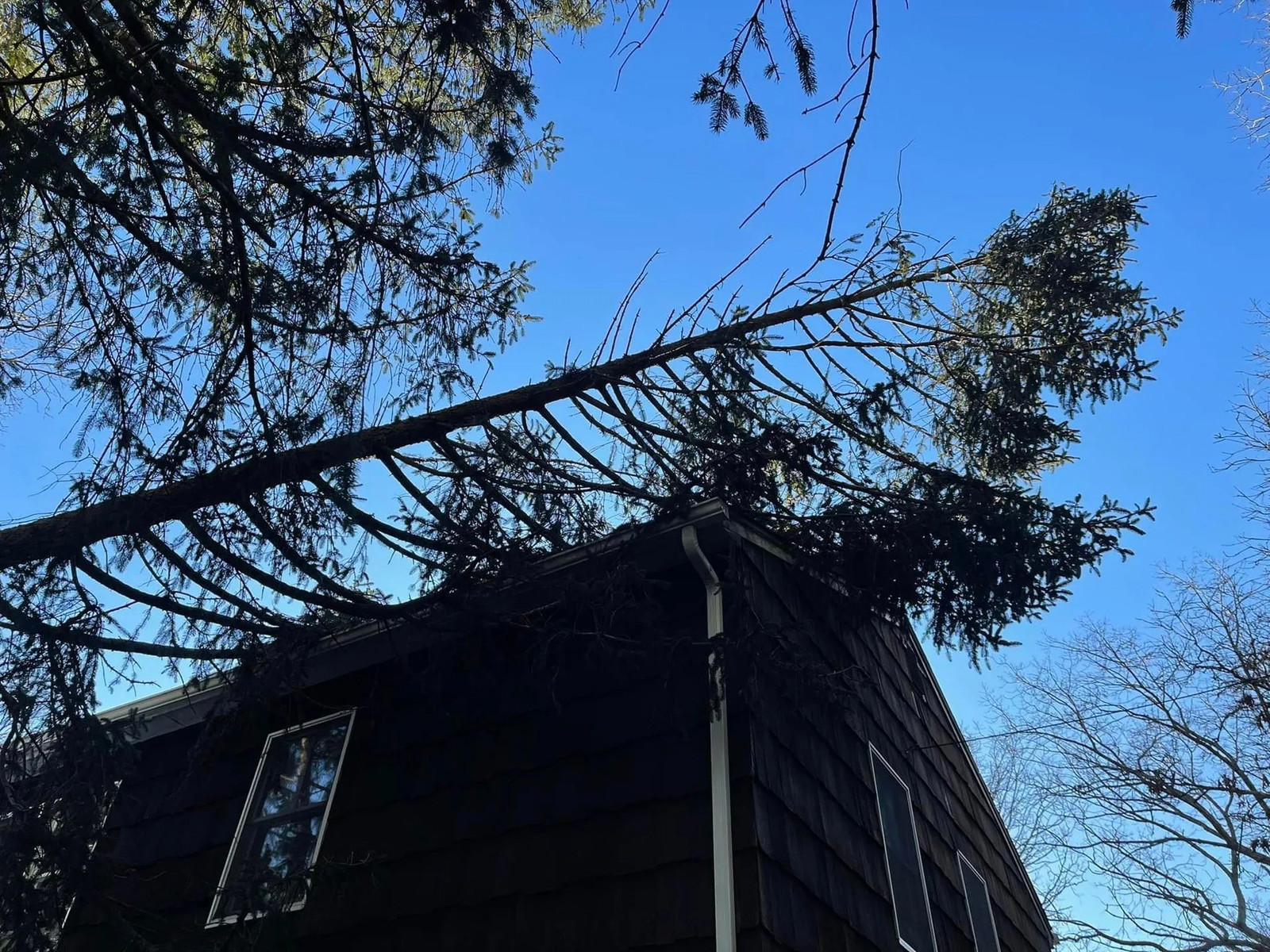 Suffolk Treework LI