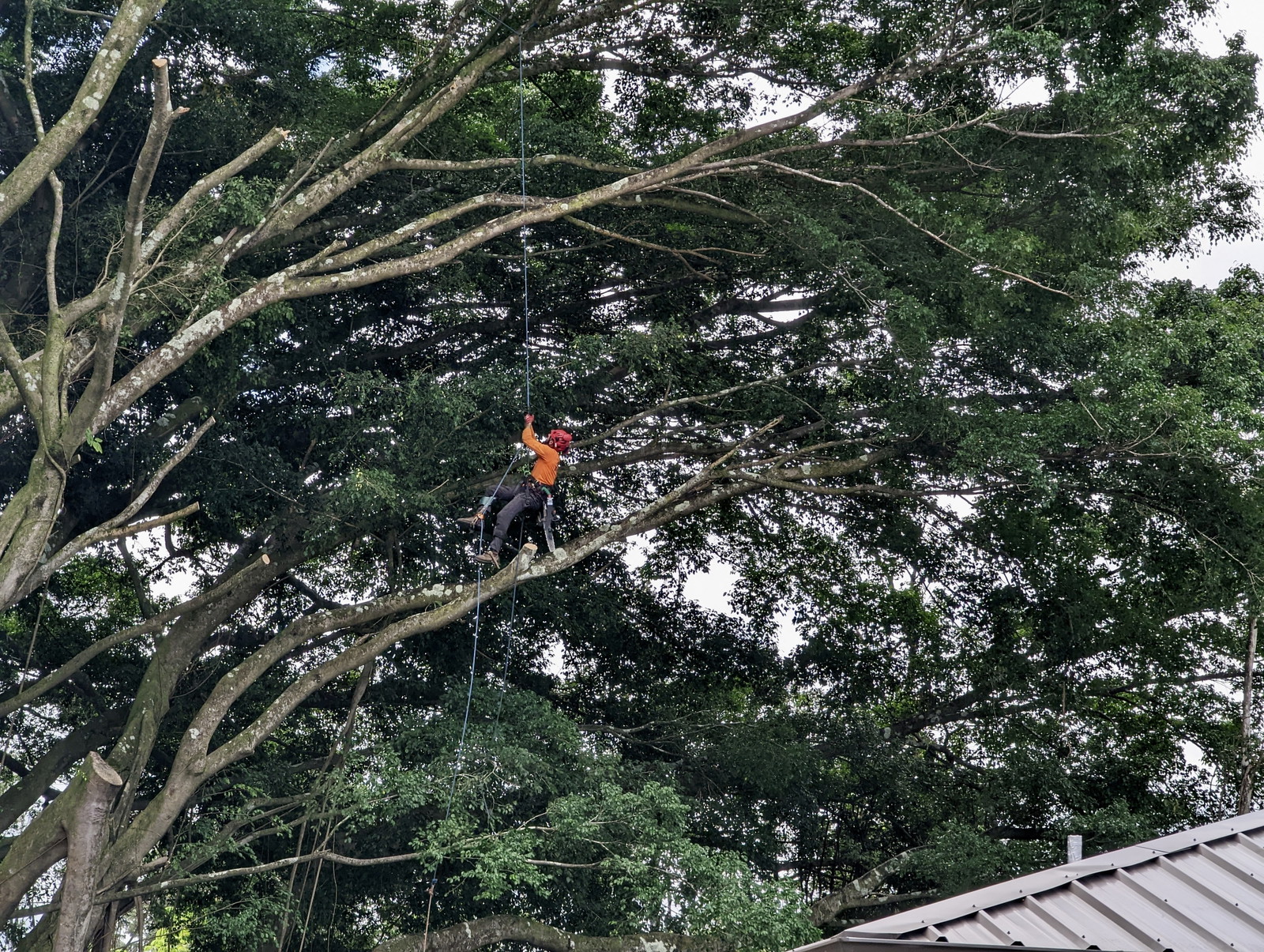 East Side Tree Services