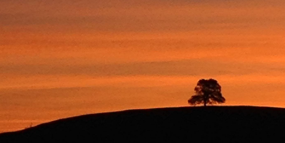 Lone Oak Tree Service