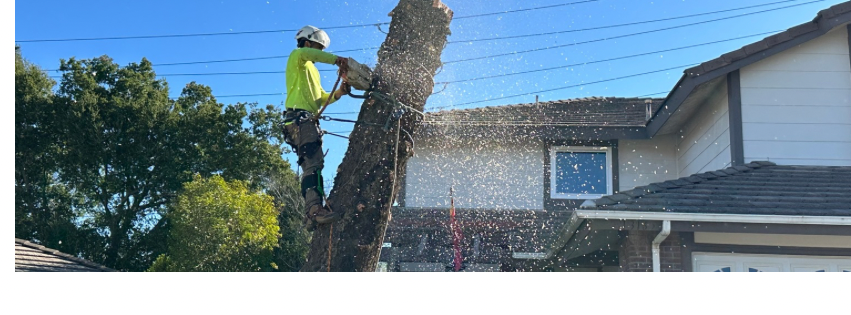 EscalanteTree Service 