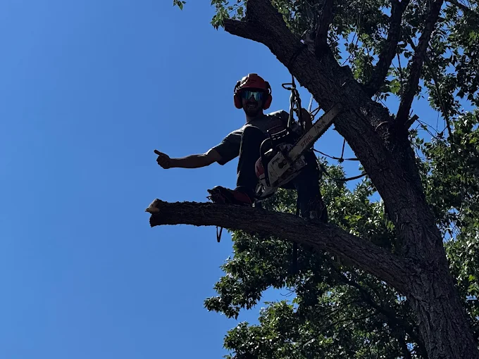 Hawk Tree Service