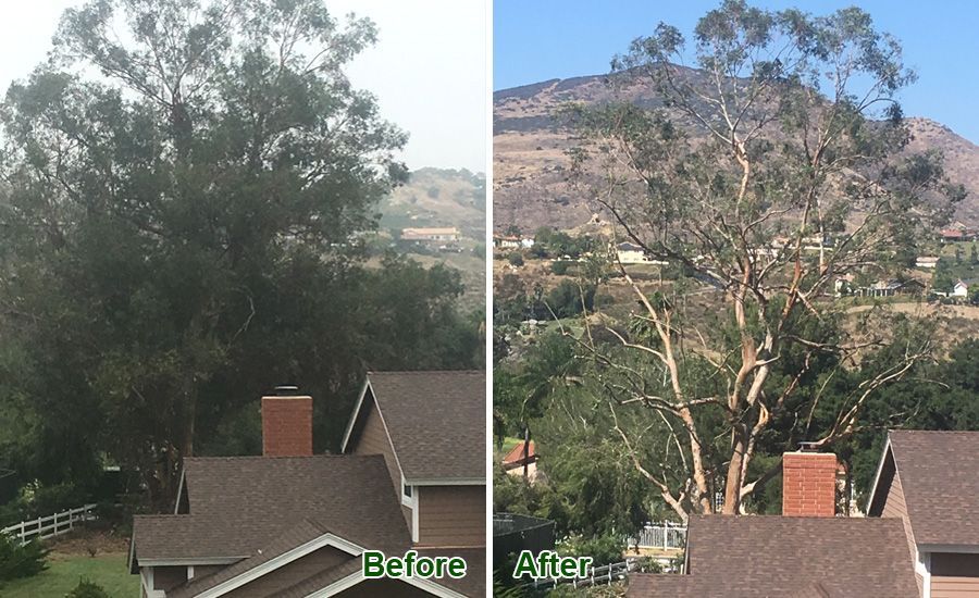 All Access Tree Care