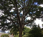 Greenway Tree Care, LLC logo