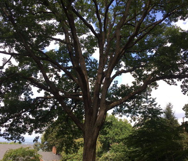 Greenway Tree Care, LLC
